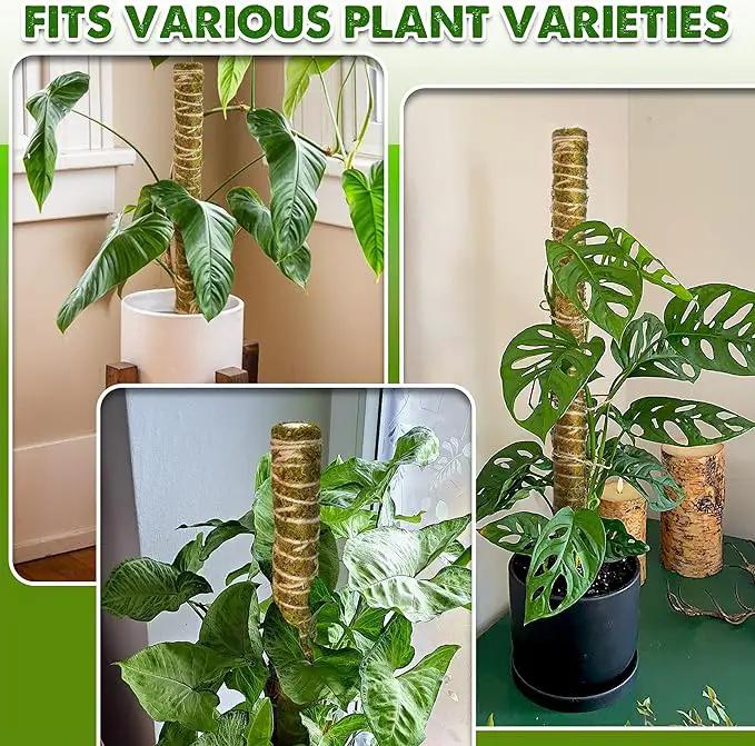 DUSPRO Natural Stackable Moss Pole for Plants Monstera Potted Plant Stakes for Indoor Plants Extendable Plant Pole Moss Sticks for Plants Climbing Vine Supporting Monstera Trellis 10Pcs 22'' by GreenHaven Gardens