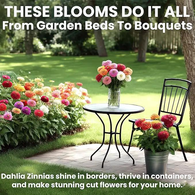NatureZ Edge Zinnia Seeds for 2025 Planting Outdoors, Over 550 Flower Seeds, 4g, Non GMO Made in USA, Bulk Semillas De Flores para Sembrar, Dahlia Mix, Easy to Grow Zinnia Seed Mix by GreenHaven Gardens