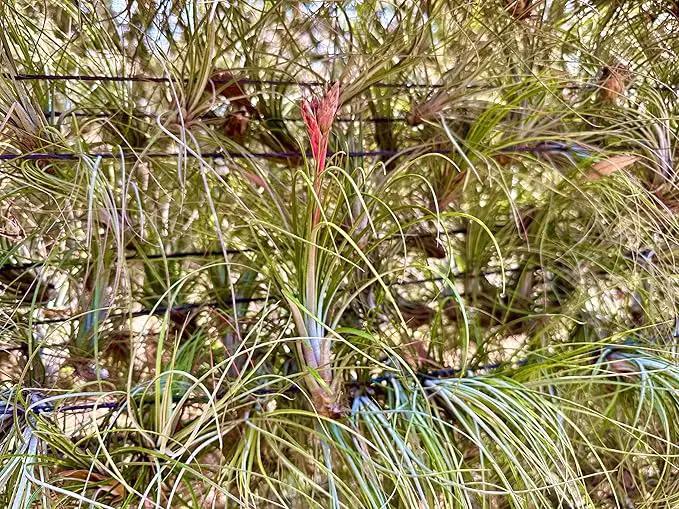 Air Plants Bulk - Tillandsia Juncea Wholesale, Jumbo 8-12" - 30ct - Live Arrival Guaranteed - House Plants for Home Decor & Gift by GreenHaven Gardens