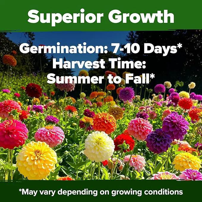 HOME GROWN 𝗨𝗦𝗔 𝗣𝗥𝗘𝗠𝗜𝗨𝗠 Zinnia Dahlia Seeds Pack for 2025 – 524 𝗡𝗢𝗡-𝗚𝗠𝗢 Flower Seeds | Vibrant Zinnia Elegans for Pollinator Gardens, Borders & Containers | Easy-to-Grow Outdoor Blooms by GreenHaven Gardens