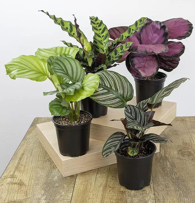 Calathea Prayer Plants Live House Plants Kit (4 PK), Calathea Plant Live Indoor Plants Live Houseplants, Live House Plants Indoors Live Plants Indoor, Live Indoor House Plants Live by Plants for Pets by GreenHaven Gardens