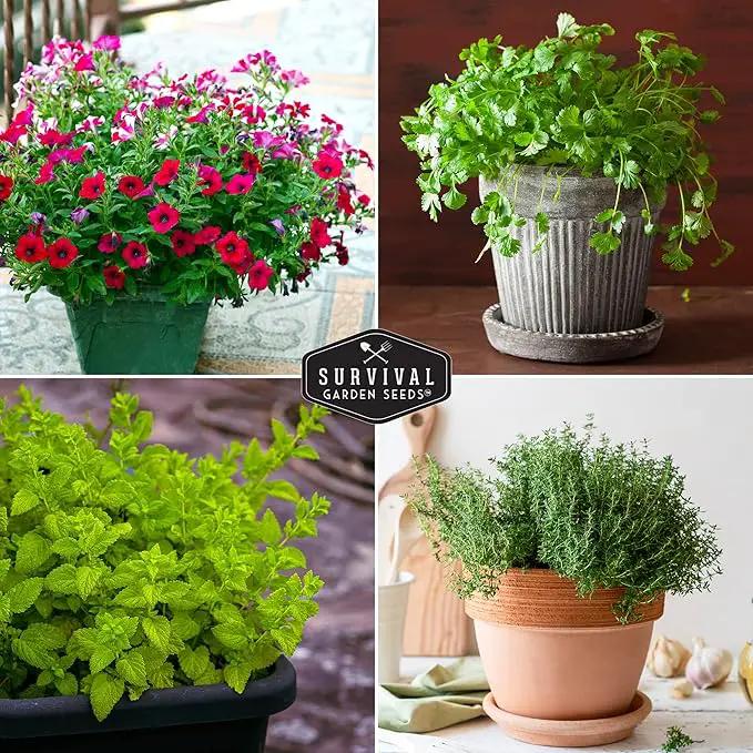 Indoor Garden Vegetables Hydroponic Apartment Garden - Non-GMO Heirloom Vegetable Varieties for Small-Space Patio Garden - Hydroponics-Friendly - Plant Indoors or Outdoors - Survival Garden Seeds by GreenHaven Gardens
