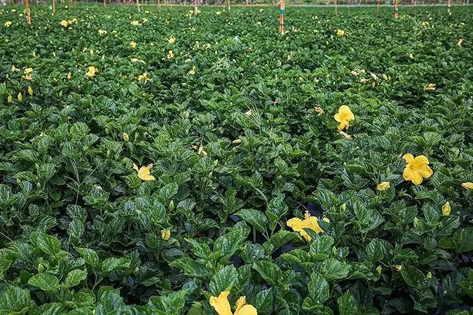 Hibiscus Live Plant - Yellow Hibiscus Bush - Flowering Plants - Yellow Ft. Myers - Overall Height 26" to 28" - (Plant Only)… by GreenHaven Gardens