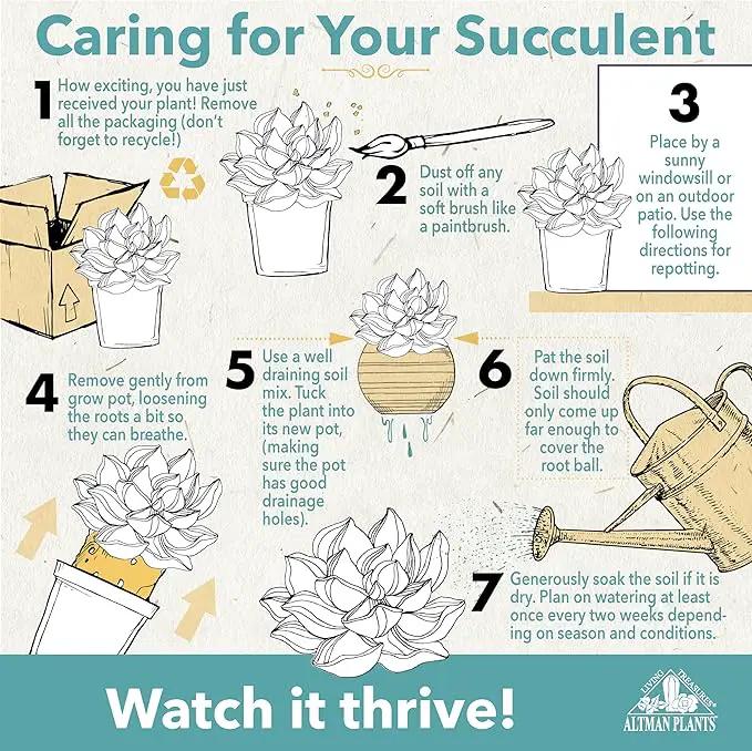 Altman Plants, Live Succulents Plants Live Houseplants (6PK), Succulents Live Plants Live House Plants Indoors Live, Live Cactus Plants Live Cacti Succulent Plants Live Indoor Plants Live Houseplants by GreenHaven Gardens