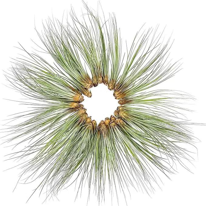 Air Plants Bulk - Tillandsia Juncea Wholesale, Jumbo 8-12" - 30ct - Live Arrival Guaranteed - House Plants for Home Decor & Gift by GreenHaven Gardens