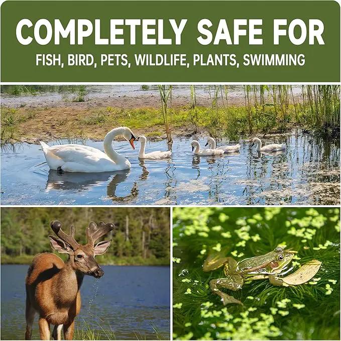 Muck Reducer - 15LB Natural Sludge Solution Tablets for Ponds & Lakes, Away Muck & Odor Control, Safe for Aquatic Life, Wildlife & Recreation, Treats Up to 90,000 Sq Ft by GreenHaven Gardens