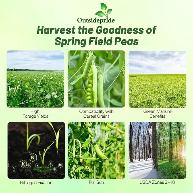Outsidepride Dundale Spring Field Peas Seeds - 1 lb. Annual, High-Protein Legume & Cover Crop Seeds for Forage, Food Plot, Gardens & Pastures - Ideal for Improving Soil Health, & Erosion Control by GreenHaven Gardens
