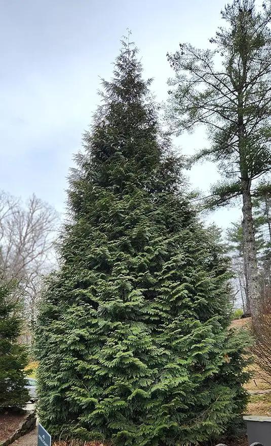 Thuja Green Giant Arborvitae Lot of 10, Quart Pot by GreenHaven Gardens