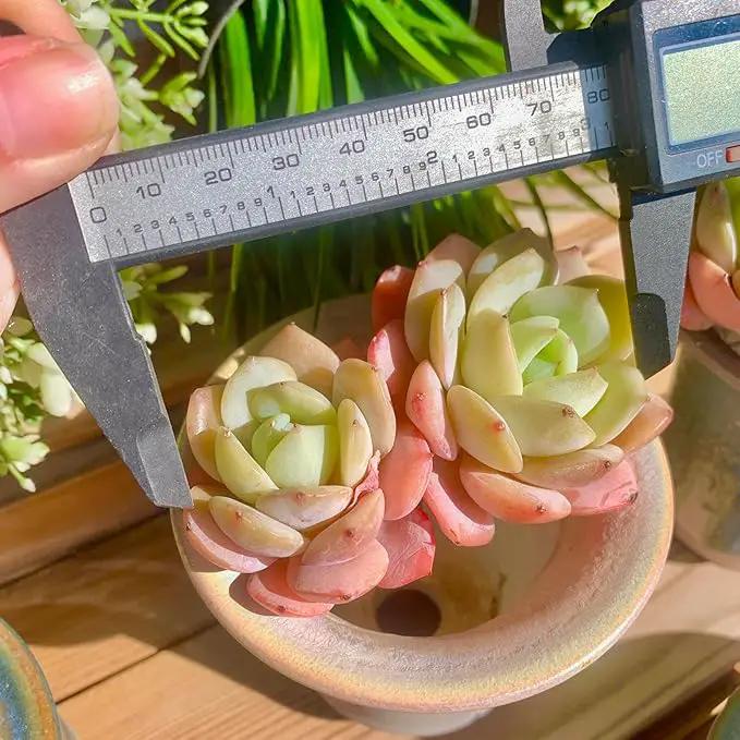 FWPP Live Succulents Plants Echeveria Love Song 2 Heads 3 inches,Rare Succulents Bare Root Without Pot Soil, Live Plants Indoor Office Decoration Wedding and Gift by GreenHaven Gardens