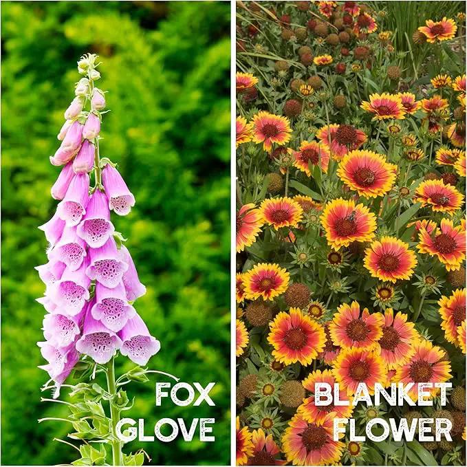 All Annual Wildflower Seeds Mix – 4 Oz, 4,000+ Seeds – 21 Varieties Including California Poppy, Indian Blanket, Scarlet Flax – Bulk Pollinator Wildflower Seed for Planting by GreenHaven Gardens