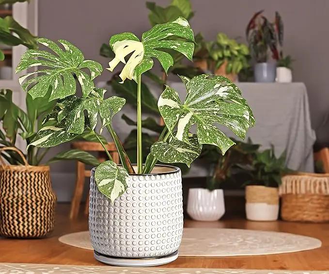 D'vine Dev 8 Inch Ceramic Beaded Stoneware Planter Pot - Flower Pot with Drainage Holes and Saucers for Indoor Succulent Plants or Flowers, Smoked White, 27-C-Q-1 by GreenHaven Gardens