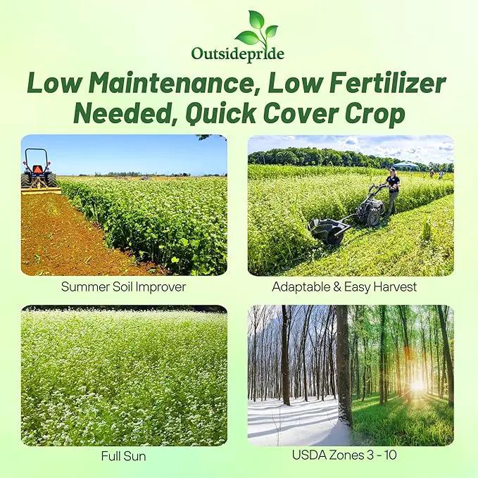 Outsidepride Buckwheat Seeds - 20lbs Annual, Fast-Growing, Easy to Grow Buckwheat Cover Crop Seeds for Green Manure, Bee Pasture & Pollinators, Wildlife Habitat, Soil Improvement, and Erosion Control by GreenHaven Gardens