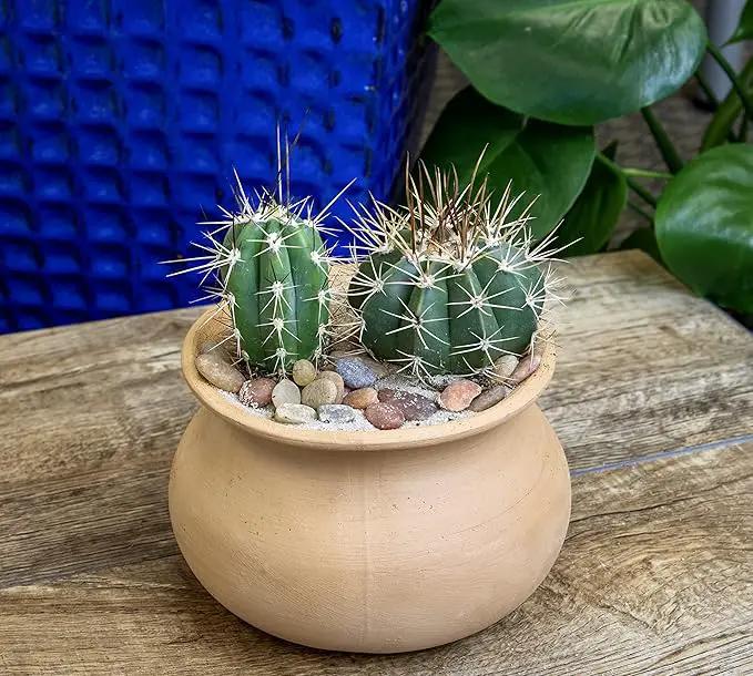 Altman Plants, Assorted Cactus Plants Live Cactus Decor (4PK), Cactus Plant Live Succulents Plants Live in Cactus Soil Potting Mix, Live Cacti Plants Live Succulent Plants Live Plants in Cactus Pot by GreenHaven Gardens