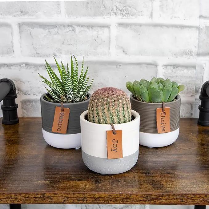 Succulents Plants Live in Plant Pot Set (3 Pack), Succulent Cactus Plants Live Plants, Indoor Plants Live Gardening Gifts for Plant Lovers, Live Succulents Plants Live Houseplants by Plants for Pets by GreenHaven Gardens
