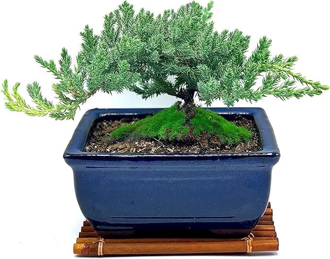Live Dwarf Juniper Bonsai Tree 7 Year Old with Hand-Made Bamboo Stand | Juniper or Jade Bonsai Tree | Indoor/Outdoor | 100% Handcrafted| Home and Office Décor | Best Gift for Holiday by GreenHaven Gardens