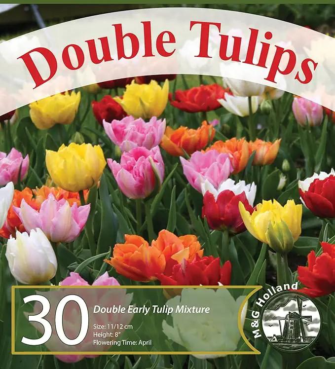 Double Tulip Mixture- 30 Perennial Tulip Bulbs by GreenHaven Gardens
