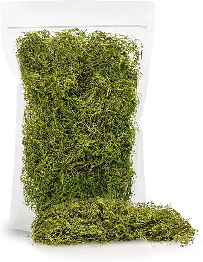 Premium Spanish Moss in Spring Green| Natural Preserved - Great Ground Cover - Filler for Potted Plants - by GARDENERA - 1 Quart Bag by GreenHaven Gardens