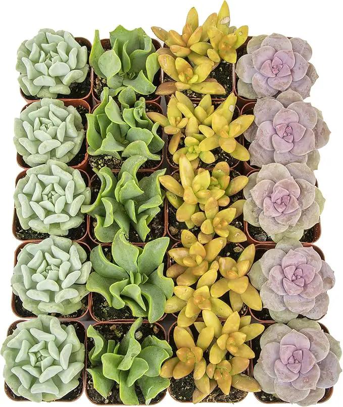 Succulents Plants Live (20PK) Potted Succulent Plants Live House Plants, Cactus Plants Live Plants Indoor Plants Live Houseplants, Indoor Plant Succulents Live Plant House Plant by Plants for Pets by GreenHaven Gardens