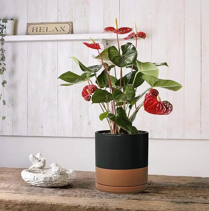 D'vine Dev Set of 2 Plants Pots, 6 Inch Ceramic Planter Pot for Plants with Drainage Hole and Saucer, Black/Speckled Tan, 94-V-C-7 by GreenHaven Gardens