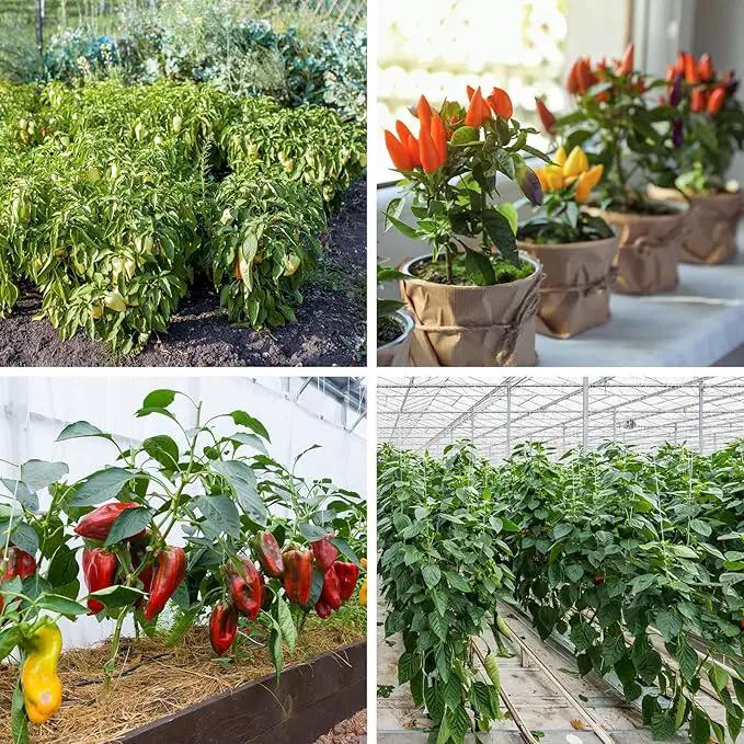 600+ Pepper Seeds, Heirloom Vegetable Seed for Planting Indoor Outdoor, 10 Varieties Hot and Bell Pepper (Capsicum Annuum) Seeds Garden Kit, Non-GMO Home Fresh Food Hydroponic Veggie Supply by GreenHaven Gardens