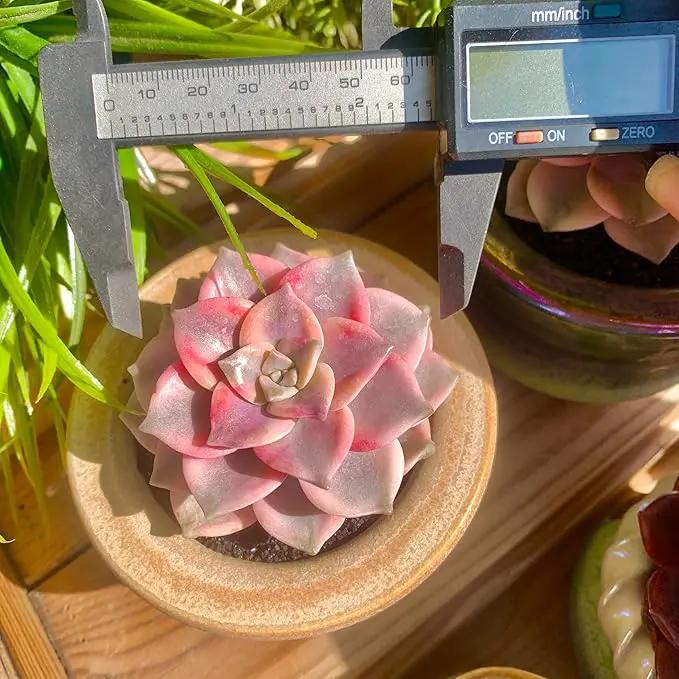 FWPP Live Succulents Plants Graptopetalum Purple Delight 2.5 inches,Rare Purple Succulents Bare Root Without Pot Soil, Live Plants Indoor Office Decoration Wedding and Gift by GreenHaven Gardens