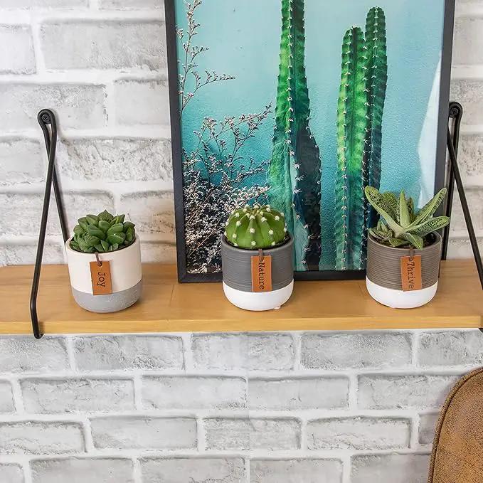 Succulents Plants Live in Plant Pot Set (3 Pack), Succulent Cactus Plants Live Plants, Indoor Plants Live Gardening Gifts for Plant Lovers, Live Succulents Plants Live Houseplants by Plants for Pets by GreenHaven Gardens