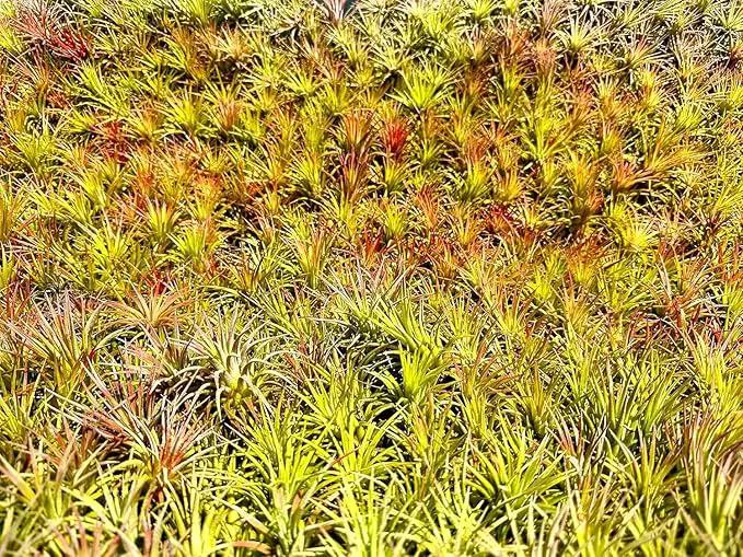 Air Plants - Tillandsia Ionantha Pack, Regular 1-3" - 5ct - Live Arrival Guaranteed - House Plants for Home Decor & Gift by GreenHaven Gardens
