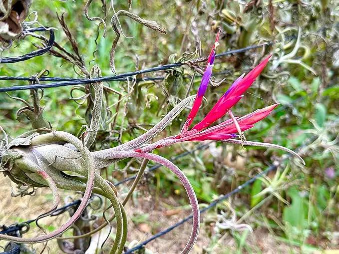 Air Plants - Flowering Tillandsia Caput Medusae, Large 5-7" - 5ct - Live Arrival Guaranteed - House Plants for Home Decor & Gift by GreenHaven Gardens