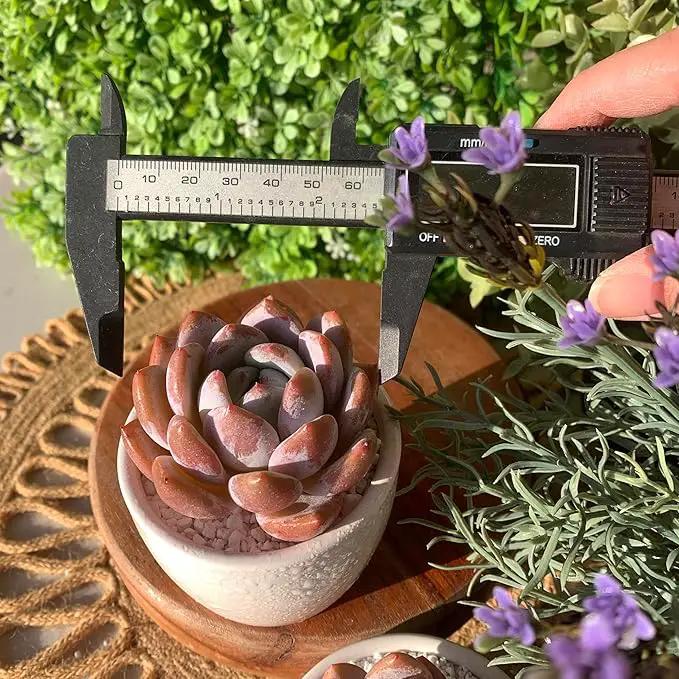 FWPP Live Succulents Plants Echeveria Sang-A 4.3 inches,Rare Succulents Bare Root Without Pot Soil, Live Plants Indoor Office Decoration Wedding and Gift by GreenHaven Gardens