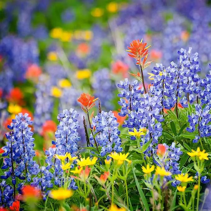 Created By Nature Maine Wildflower State Mix, 15 Flower Varieties, 50,000 Seeds by GreenHaven Gardens