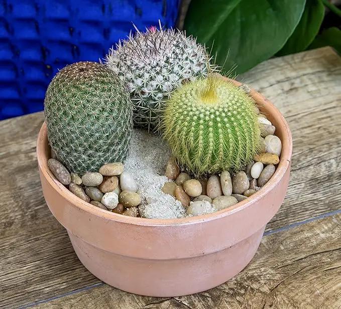 Altman Plants, Assorted Cactus Plants Live Cactus Decor (4PK), Cactus Plant Live Succulents Plants Live in Cactus Soil Potting Mix, Live Cacti Plants Live Succulent Plants Live Plants in Cactus Pot by GreenHaven Gardens