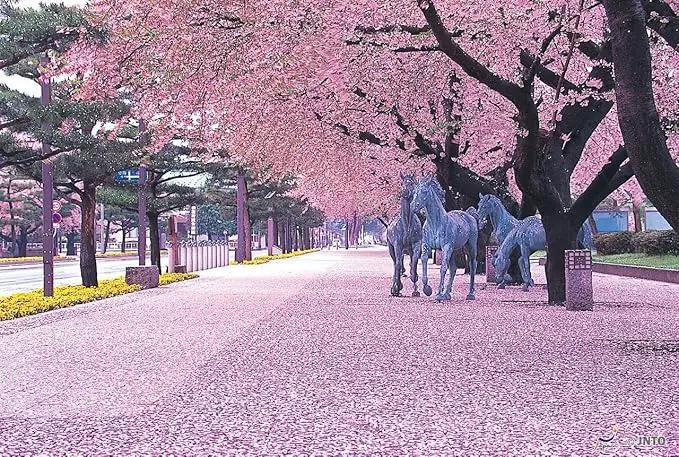 Live Kwanzan Cherry Blossom Tree – 8-12" Tall, Ornamental Pink Flowers by GreenHaven Gardens