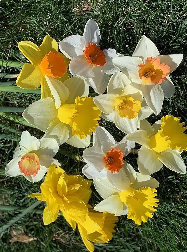 Mixed Large Cup Daffodils- 50 Perennial Daffodil Bulbs - Assorted Colors Narcissus by GreenHaven Gardens