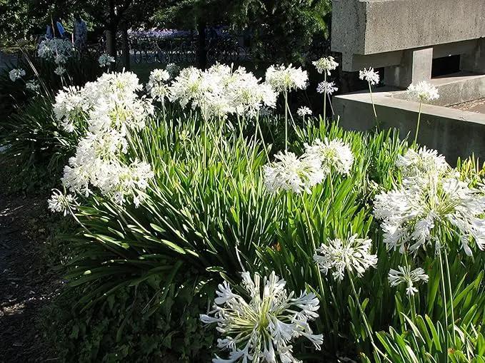 Getty White Agapanthus | 3 Live Plants | Agapanthus africanus ‘Getty White’ | Perennial Flowering Plants | Drought Tolerant Plants for Landscaping by GreenHaven Gardens