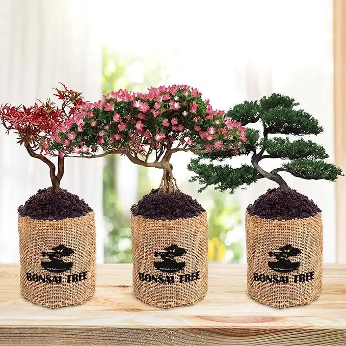 Indoor Bonsai Garden Starter Kit, 5 Seeds Growing into Red Maple, Wisteria, Black Pine, Judas Tree, Acacia, Including Complete Gardening Planters & A Wooden Box, Christmas Gifts for Women by GreenHaven Gardens