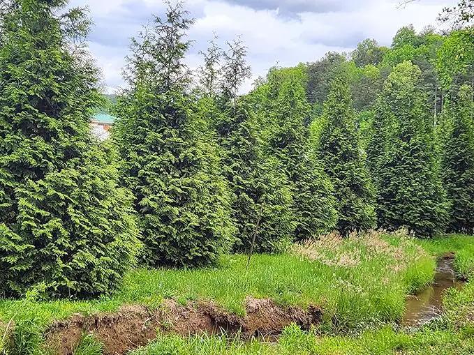 Thuja Green Giant Arborvitae Lot of 20, 3 Inch Pot by GreenHaven Gardens