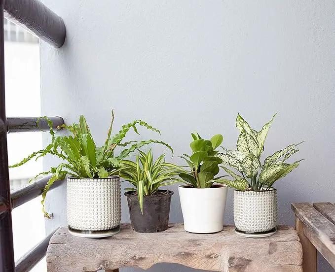 D'vine Dev 6 Inch 4 Inch Ceramic Indoor Planter Pots with Drainage Hole and Saucer, Beaded Design Flower Pots, Set of 2, Smoked White, 27-D-U-1 by GreenHaven Gardens