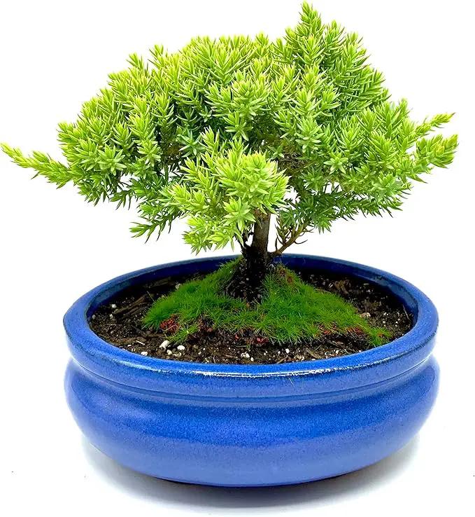 Live Dwarf Juniper Bonsai Tree Small | Indoor/Outdoor | 100% Handcrafted| Home and Office Décor | Best Gift for Holiday by GreenHaven Gardens