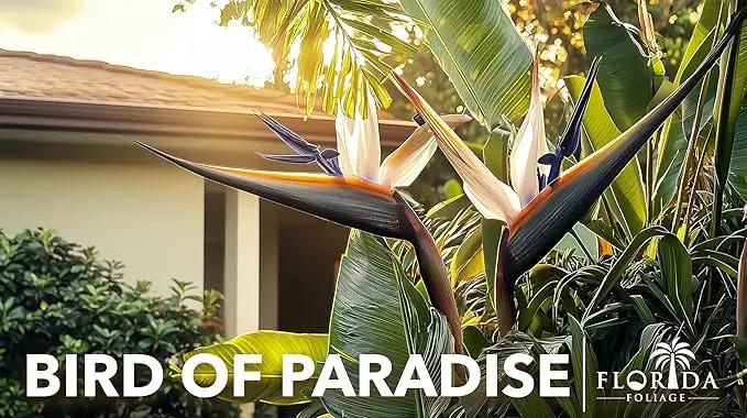 Orange Bird of Paradise | Strelitzia Reginae | 10 Live Plants | Tropical Perennial Blooming Specimen by GreenHaven Gardens