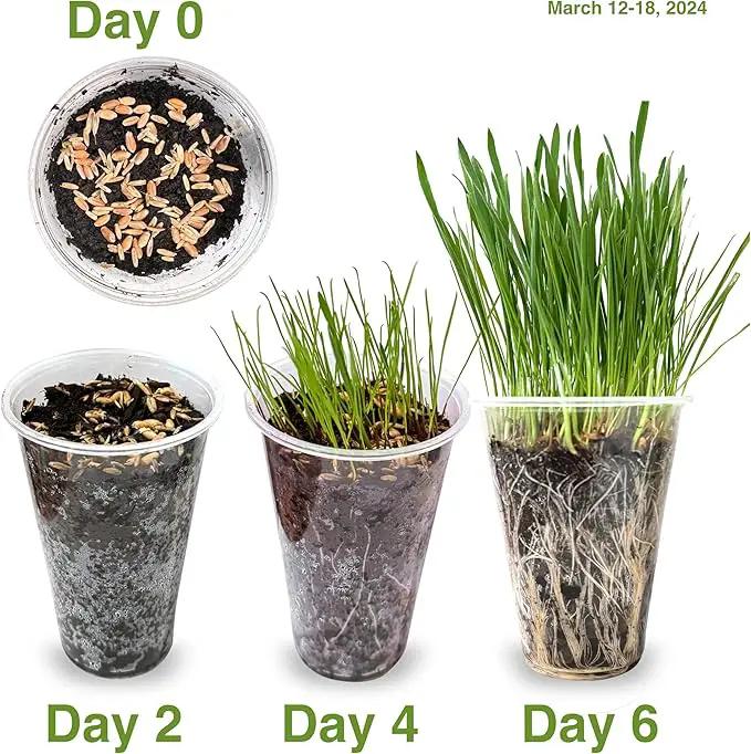Cat Grass Seeds Favorites Blend Soft Wheatgrass & Smooth Ryegrass – Grows 19 Pots of Fresh Cat Grass for Indoor Cats – Easy & Fast – Small Pack Grows 200 Square inches of Edible cat Grass – Vitamunch by GreenHaven Gardens