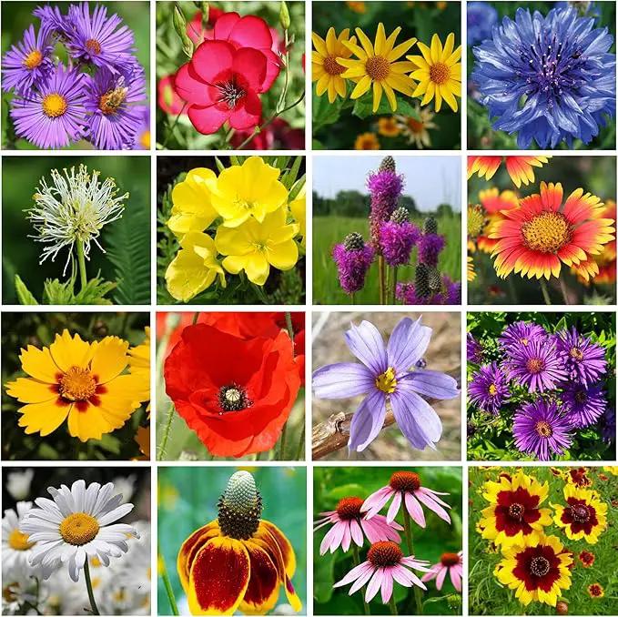 Regional Wildflower Seed Mix by GevaGrow (Midwest Wildflowers, Mini Shaker) by GreenHaven Gardens