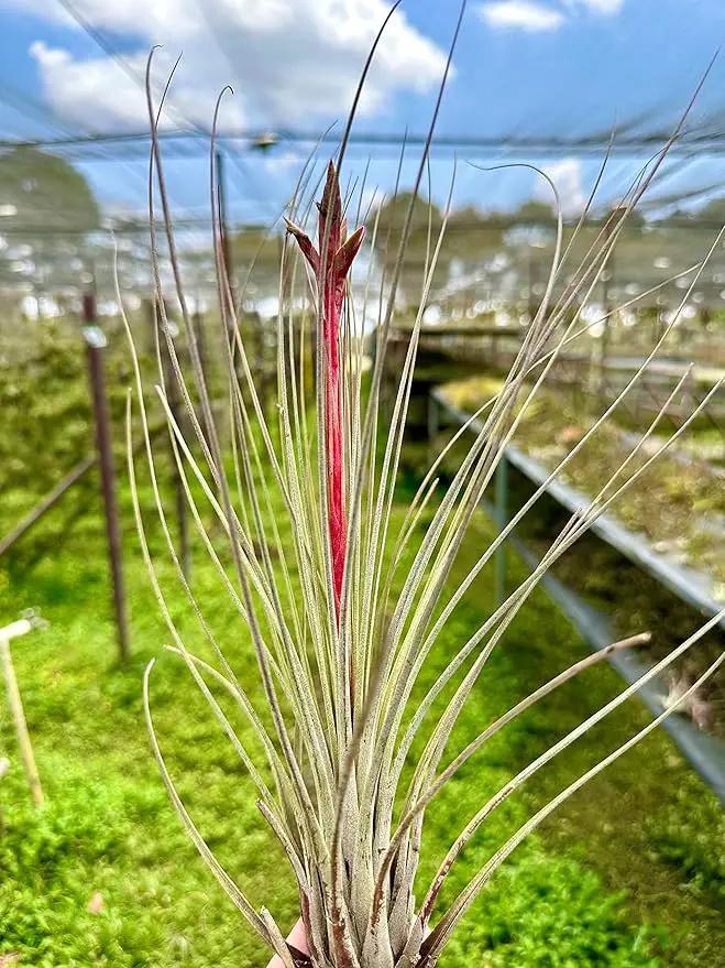 Air Plants Bulk - Tillandsia Juncea Wholesale, Jumbo 8-12" - 30ct - Live Arrival Guaranteed - House Plants for Home Decor & Gift by GreenHaven Gardens