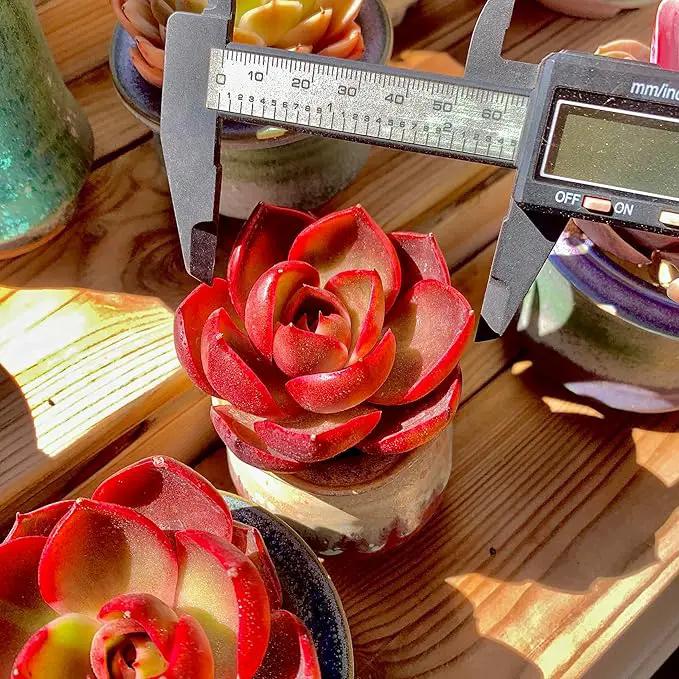 FWPP Live Succulents Plants Echeveria Red Lantern 2.5 inches,Rare red Succulents Bare Root Without Pot Soil, Live Plants Indoor Office Decoration Wedding and Gift by GreenHaven Gardens