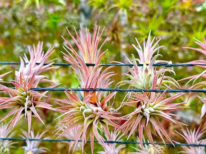 Air Plants Bulk - Tillandsia Ionantha Wholesale Pack, Regular 1-3" - 50ct - Live Arrival Guaranteed - House Plants for Home Decor & Gift by GreenHaven Gardens