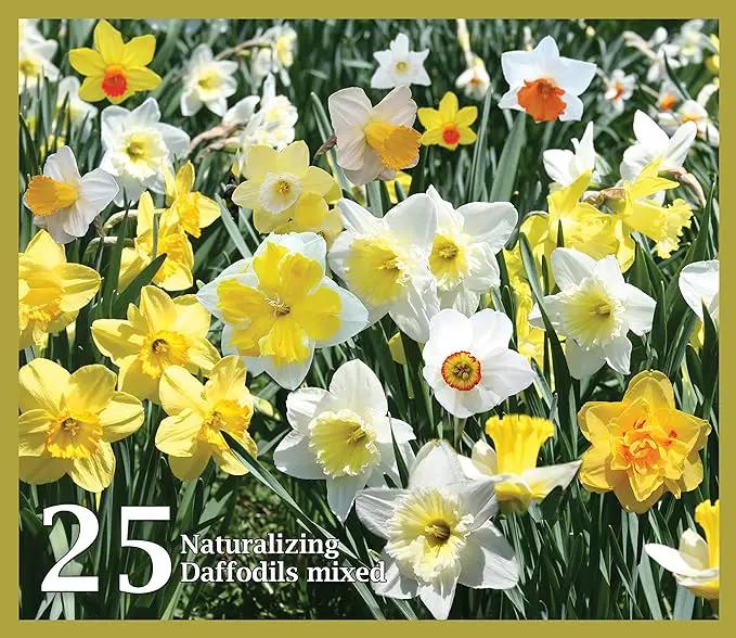 Mixed Daffodils (25 Bulbs) - Assorted Colors Daffodil Narcissus Bulbs by Willard & May by GreenHaven Gardens