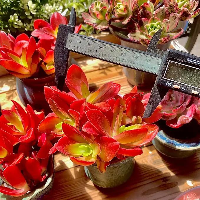 FWPP Crassula capitella 'Campfire' Live Succulent Plant in 3 Inch, Bright Red Leaves, Bare Root Without Pot Soil, Low Maintenance Houseplant, Great Gift for Plant Lovers & Home Decor by GreenHaven Gardens