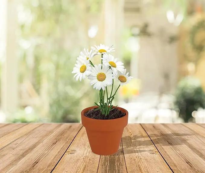 BUZZY Daisy Seeds & Genuine Terracotta 5cm Mini Pot Bulk Pack (20 Count), Includes 20 Each of pots, Soil pellets and Seeds - Great for Favors, Crafts, School Projects - Guaranteed to Grow by GreenHaven Gardens