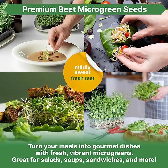 Organo Republic Beet Sprouting & Microgreens Seeds - 20,000 Non GMO Heirloom Seeds, Sprouts in Bulk 1lb Resealable Bag for Planting and Growing in Soil, Coconut Coir, Aeroponic & Hydroponic System by GreenHaven Gardens
