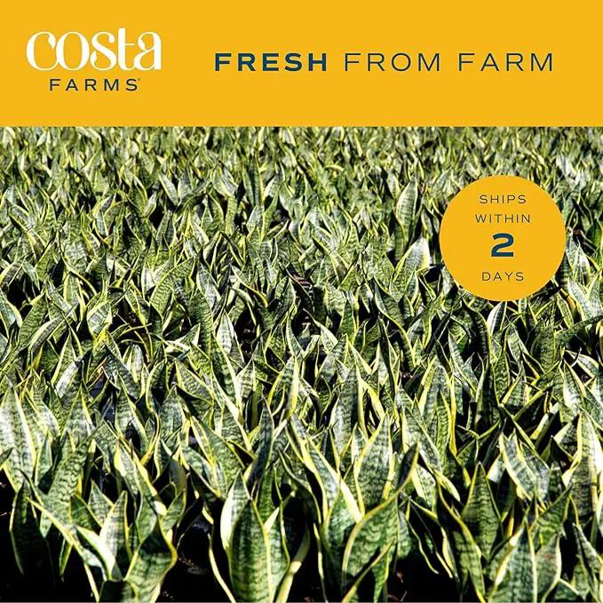 Costa Farms Snake, Sansevieria White-Natural Decor Planter Live Indoor Plant, 12-Inch Tall, Grower's Choice, Green, Yellow by GreenHaven Gardens