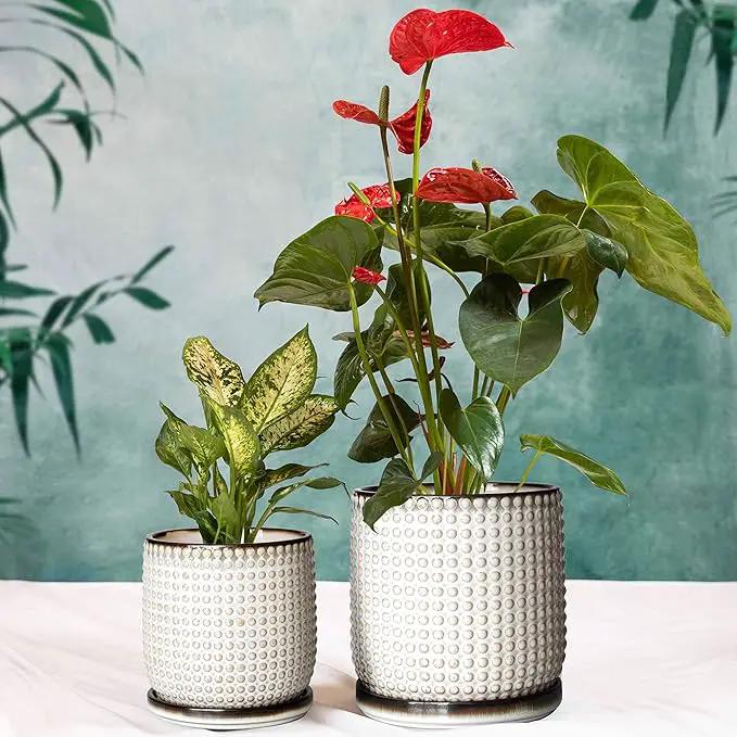 D'vine Dev 6 Inch 4 Inch Ceramic Indoor Planter Pots with Drainage Hole and Saucer, Beaded Design Flower Pots, Set of 2, Smoked White, 27-D-U-1 by GreenHaven Gardens